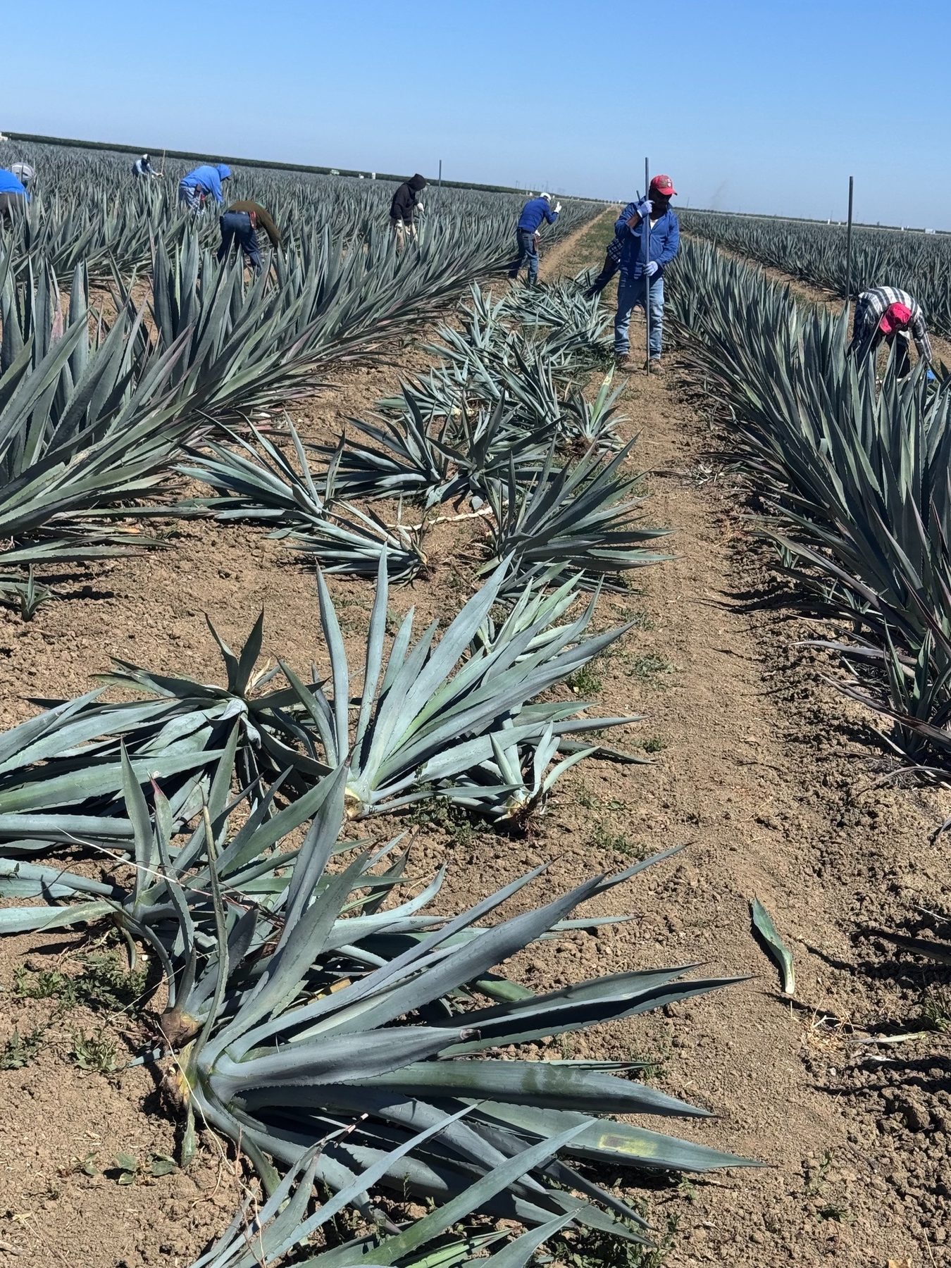 Agave harvest in Five Points field