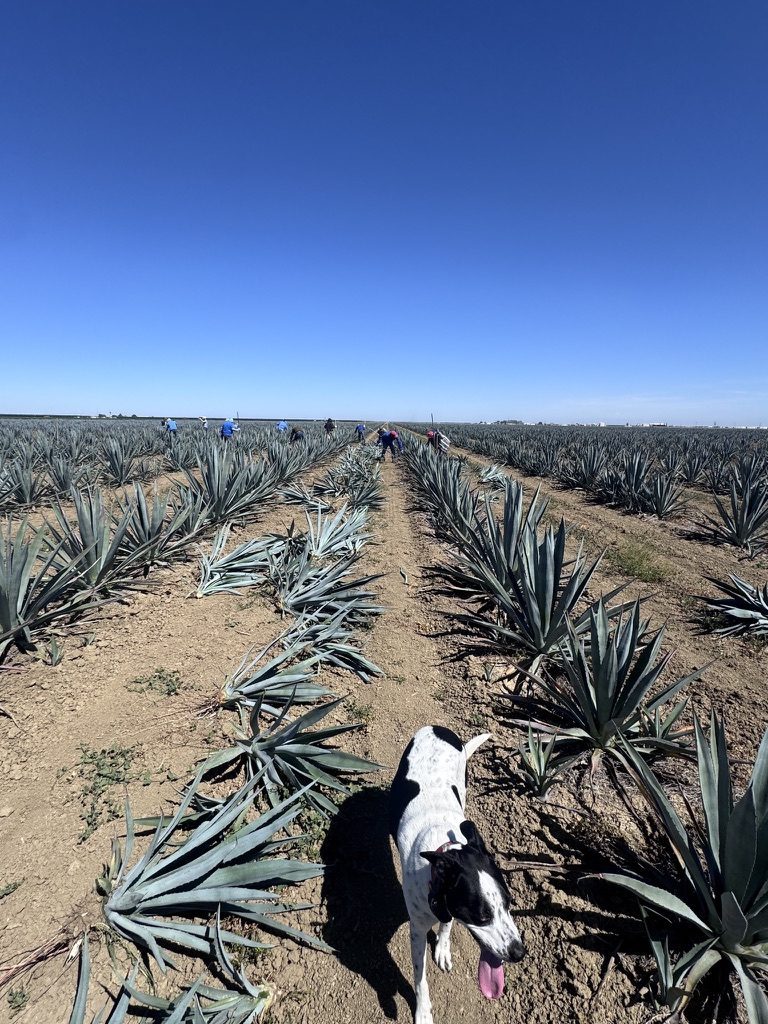 Agave rows with farm dog