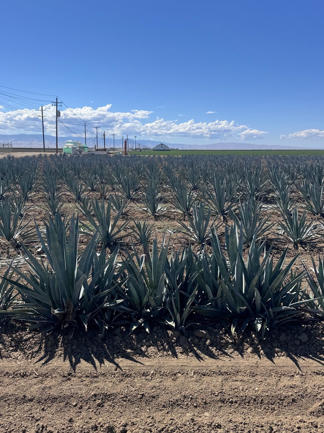 Agave field with Central Valley sky