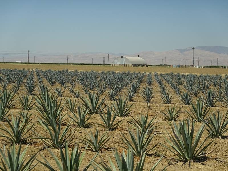 Agave crop rows with Diablo Range mountains in background