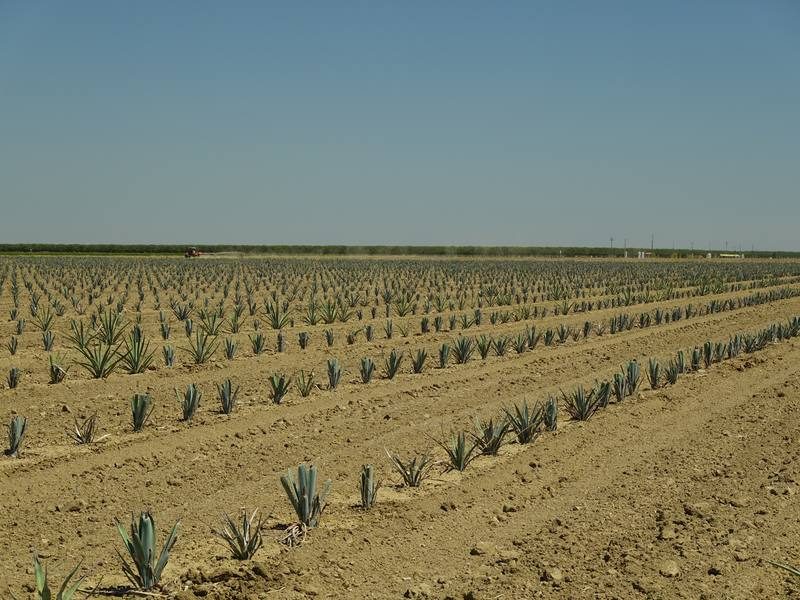 Early agave plantings showing young growth in Central Valley soil