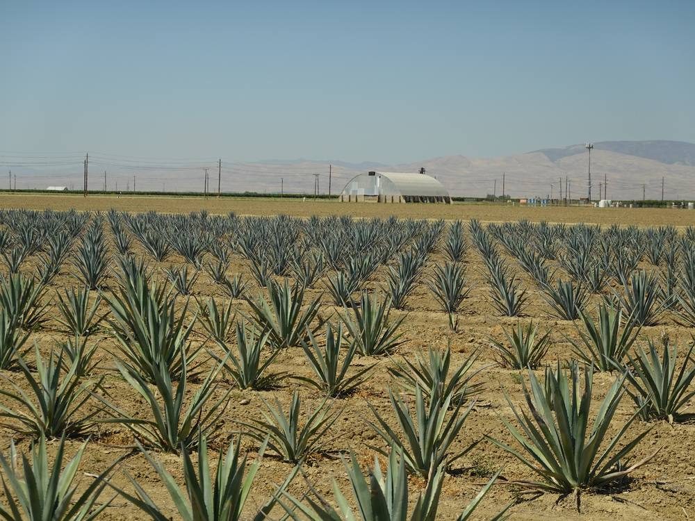 Agave rows with farm structures and Diablo Range mountains in background