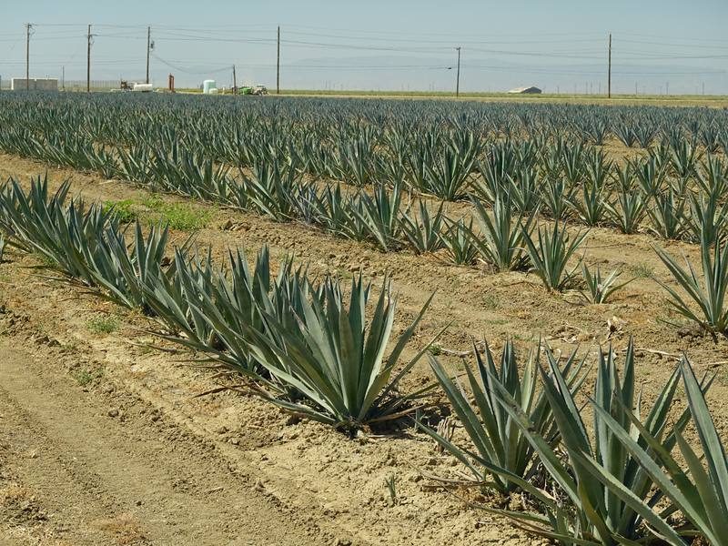 Mature agave rows stretching to the horizon at Five Points