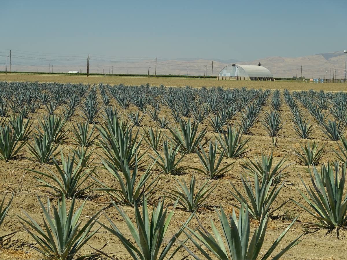Rows of mature blue agave in the Central Valley with the Diablo Range in the background
