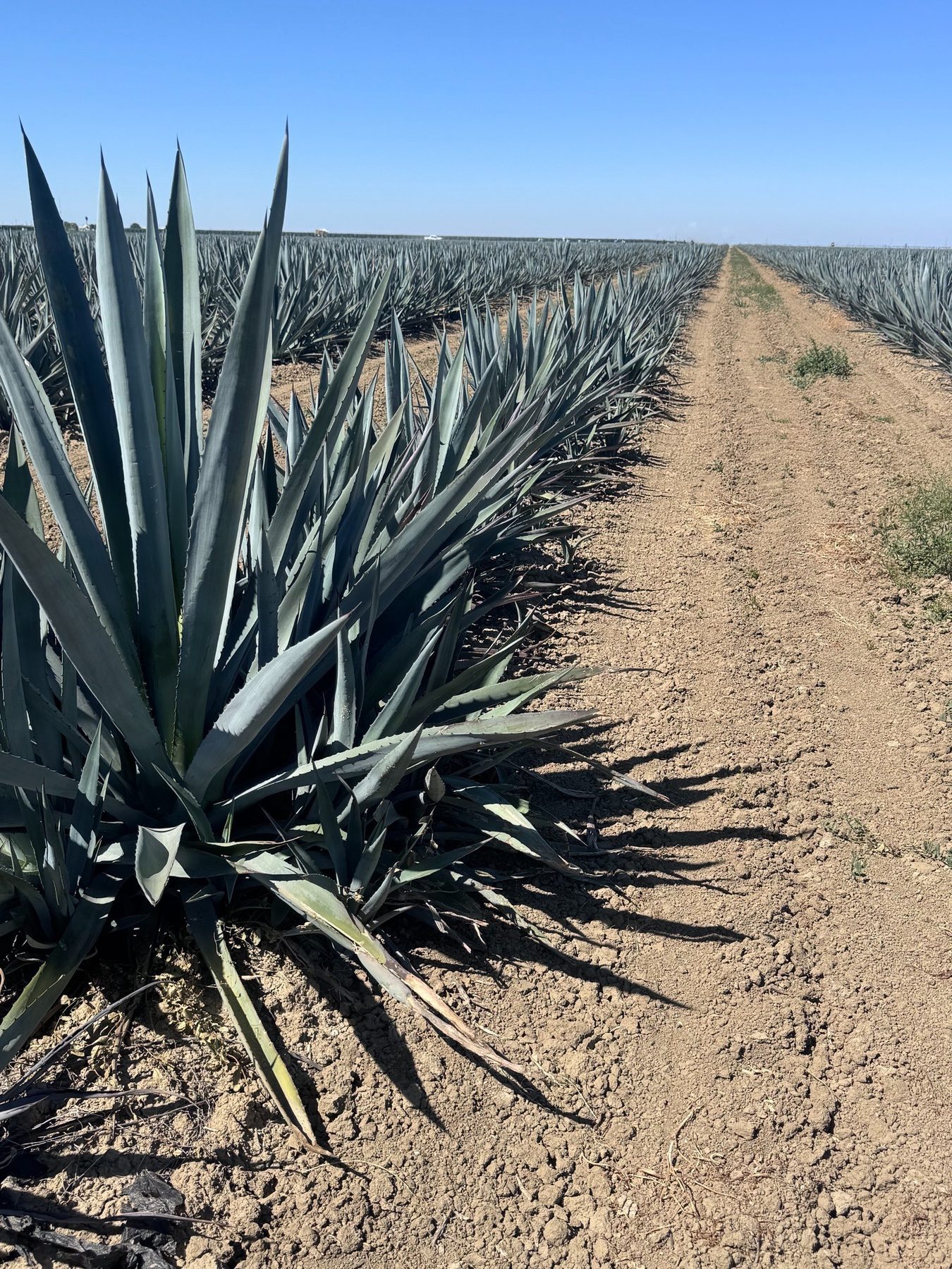 Mature blue agave rows