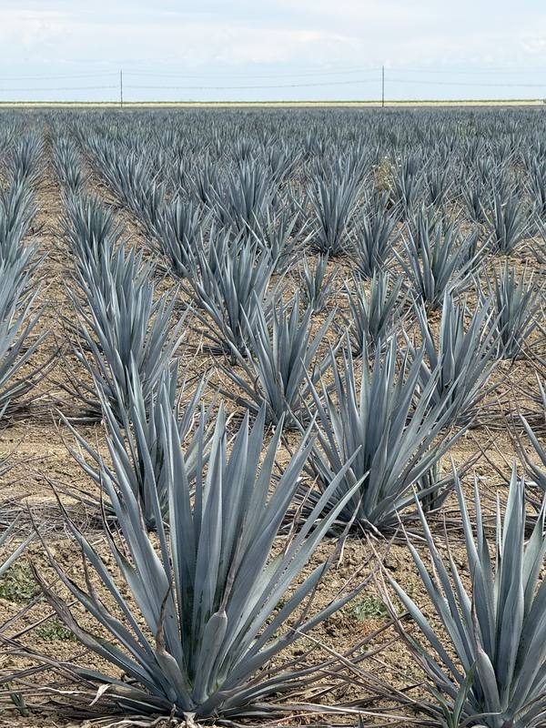 Young agave plantings in freshly worked Central Valley soil